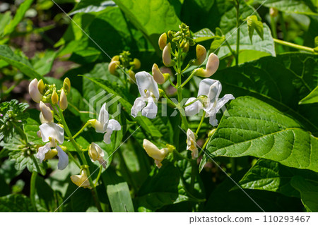 Plants of the kidney bean with flowers and young ripening pods on a plantation, view from the bottom Plants of the kidney bean with flowers and young ripening pods on a plantation, view from the bottom 110293467
