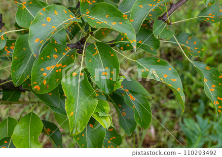 Pear leaves with pear rust infestation 110293492