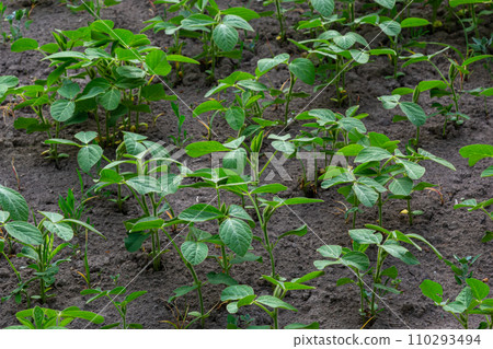 Young green soybean leaves in the field 110293494