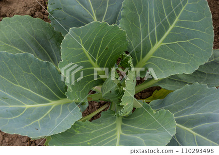 young cabbage sprout on the vegetable bed young cabbage sprout on the vegetable bed 110293498