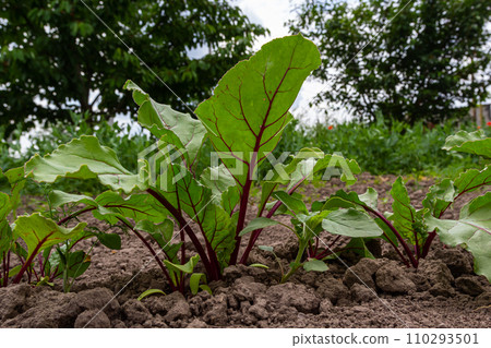 Leaf of beet root. Fresh green leaves of beetroot or beet root seedling. Row of green young beet leaves growth in organic farm. Closeup beetroot leaves growing on garden bed. Field of beetroot foliage Leaf of beet root. Fresh green leaves of beetroot or beet root seedling. Row of green young beet leaves growth in organic farm. Closeup beetroot leaves growing on garden bed. Field of beetroot foliage 110293501