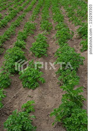 Potato field with green shoots of potatoes Potato field with green shoots of potatoes 110293503