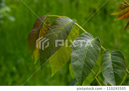 Natural background with walnut leaf 110293505