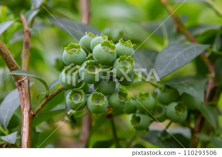 Northern blueberry or sweet hurts Vaccinium boreale cultivated at bio farm 110293506