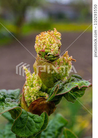 Rhubarb plant bloom closeup, Rheum australe, Indian rhubarb flower bud 110293550