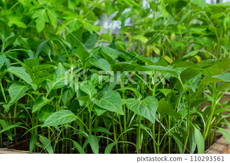 Pepper seedlings on the windowsill. Selective focus. nature Pepper seedlings on the windowsill. Selective focus. nature 110293561