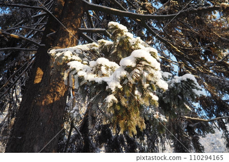 Spruce Picea is a coniferous evergreen tree of the Pine family Pinaceae. Evergreen trees. Common spruce, or Norway spruce Picea abies is widespread in northern Europe. Snowy winter coniferous forest. 110294165