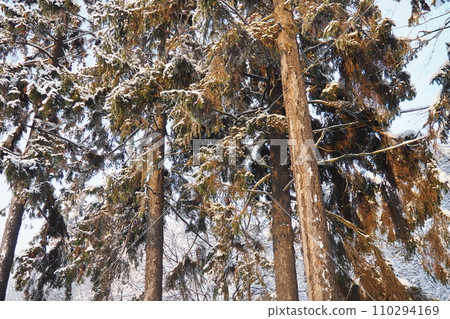 Spruce Picea is a coniferous evergreen tree of the Pine family Pinaceae. Evergreen trees. Common spruce, or Norway spruce Picea abies is widespread in northern Europe. Snowy winter coniferous forest. 110294169