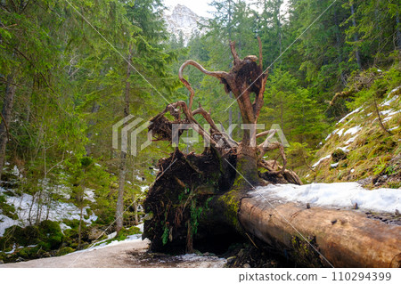 Scenery of a large tree that fell down due to the strong winds. 110294399