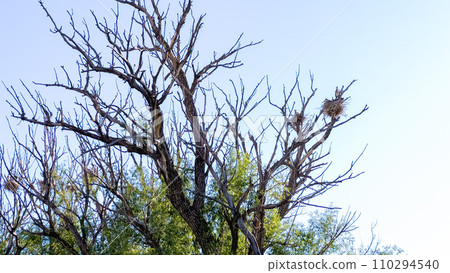 High atop a towering tree, a Great Blue Heron gracefully nests, showcasing its natural elegance in a peaceful setting. High atop a towering tree, a Great Blue Heron gracefully nests, showcasing its natural elegance in a peaceful setting. 110294540
