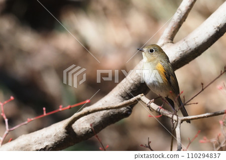 Bluetail Redstart (female type) Bluetail Redstart (female type) 110294837
