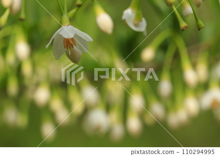 Spring forest scene - white flowers of styrax 110294995