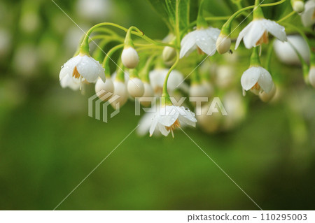 春天的森林場景:雨中浸透的安息香樹白花 春天的森林場景:雨中浸透的安息香樹白花 110295003