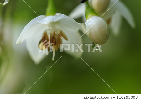 Spring forest scenery: Styrax flowers with raindrops Spring forest scenery: Styrax flowers with raindrops 110295008