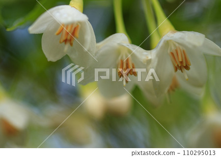春天的森林場景-安息香的白花 春天的森林場景-安息香的白花 110295013