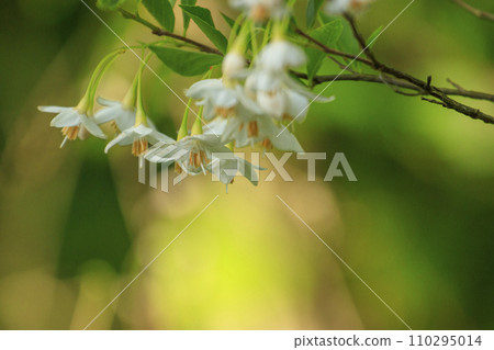 Spring forest scene - white flowers of styrax Spring forest scene - white flowers of styrax 110295014