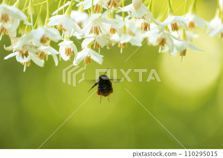 春天的森林風景-白色蘇合香花與木匠蜜蜂 110295015