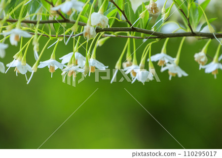 Spring forest scene - white flowers of styrax 110295017