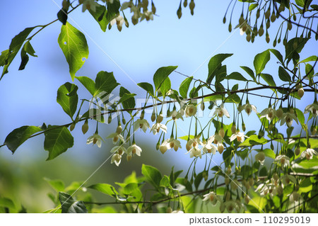 春天的森林場景-安息香的白花 春天的森林場景-安息香的白花 110295019