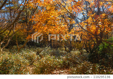 Climbing Mt. Wakugai “Colorful maple trees along the mountain trail” 110295136
