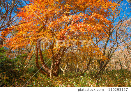 Climbing Mt. Wakugai “Colorful maple trees along the mountain trail” Climbing Mt. Wakugai “Colorful maple trees along the mountain trail” 110295137