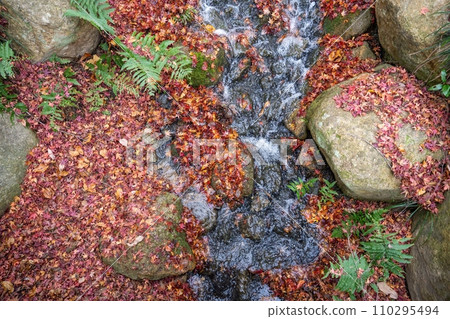 A scene of a mountain stream in late autumn surrounded by many colorful fallen leaves A scene of a mountain stream in late autumn surrounded by many colorful fallen leaves 110295494