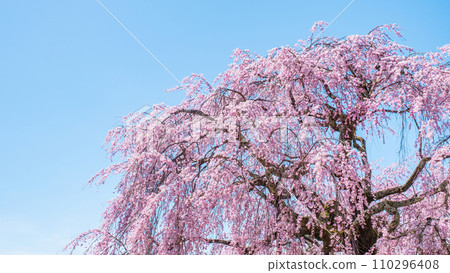 The village Village stage cherry tree The village Village stage cherry tree 110296408