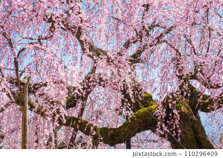 村莊村階段櫻桃樹 村莊村階段櫻桃樹 110296409