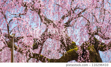 村莊村階段櫻桃樹 110296410