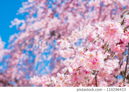 The village Village stage cherry tree 110296433