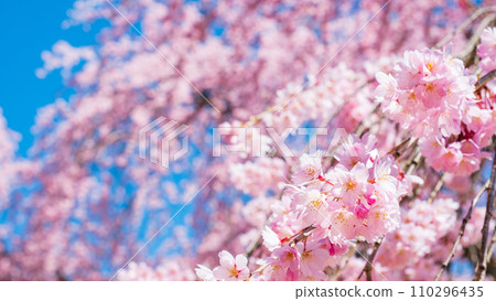 The village Village stage cherry tree 110296435