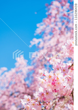 The village Village stage cherry tree 110296439