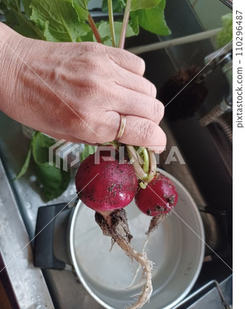 一位戴著戒指的老者正在清洗收穫的蘿蔔根。 一位戴著戒指的老者正在清洗收穫的蘿蔔根。 110296487