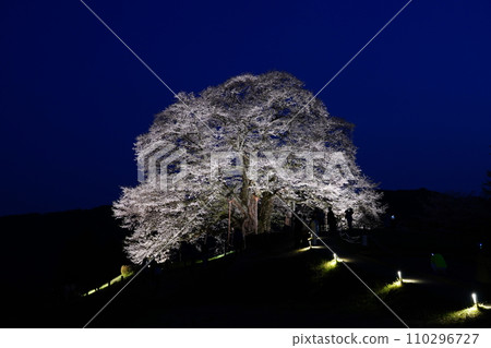 佐倉醐醐 3479 110296727