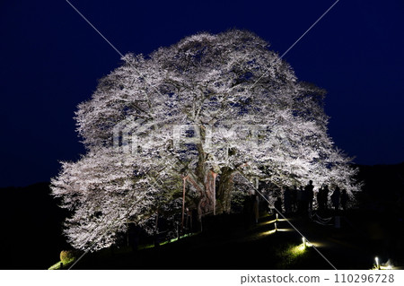 櫻醐醐 3483 110296728