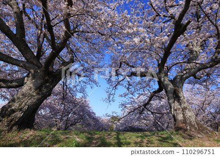 櫻花9997 110296751