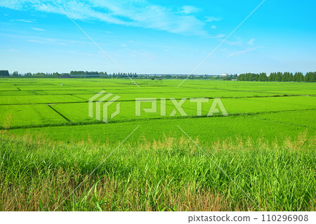 Summer countryside scenery, Arakawa riverbed, view from the Arakawa bank, Saitama City 110296908