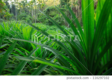 Pandan leaves grow in tropical forest Pandan leaves grow in tropical forest 110297102