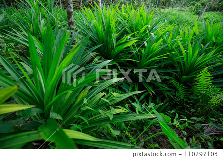 Pandan leaves grow in tropical forest Pandan leaves grow in tropical forest 110297103