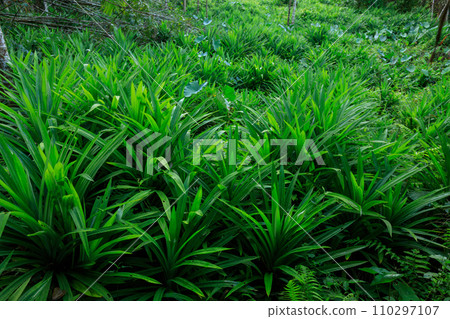 Pandan leaves grow in tropical forest Pandan leaves grow in tropical forest 110297107