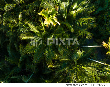 Palm trees in tropical forest 110297778