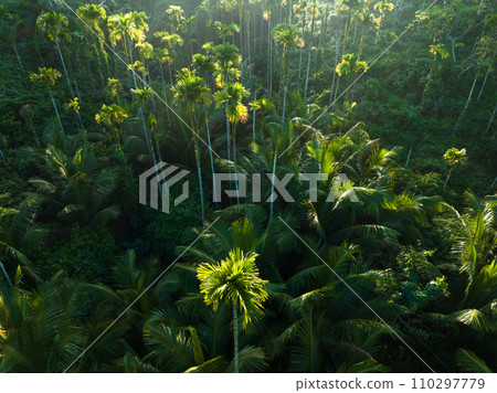 Palm trees in tropical forest 110297779