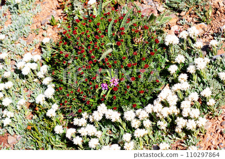 China, Qinghai Province, Baganqiao La Pass blooming with Ezos spp. 110297864