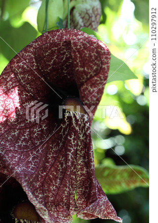 Aristolochia gigantea flower 110297912