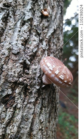 shiitake mushrooms growing on trees shiitake mushrooms growing on trees 110298024