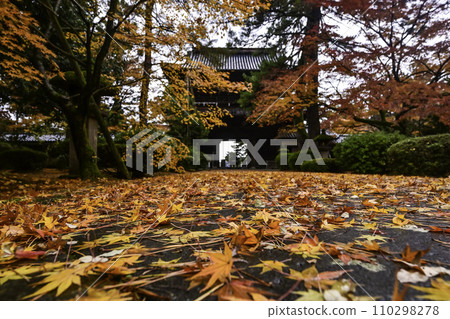 Autumn leaves at Tentokuin Temple after the rain Autumn leaves at Tentokuin Temple after the rain 110298278