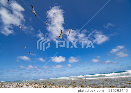 帛琉共和國海岸與黑背燕鷗 (Onychoprion fuscatus) 帛琉共和國海岸與黑背燕鷗 (Onychoprion fuscatus) 110298443