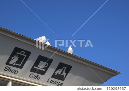 海鷗棲息在藍天的屋頂上 海鷗棲息在藍天的屋頂上 110298667