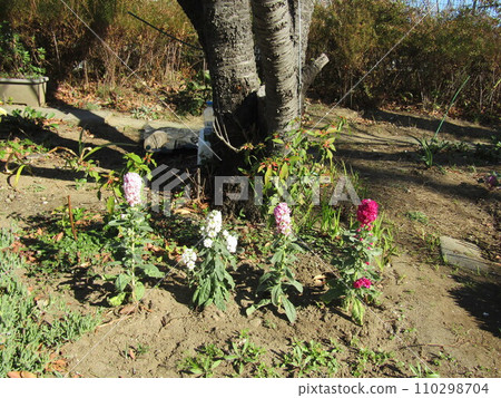 千葉市供應苗木的冬季亮相 110298704