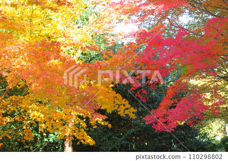 秋天風景秋葉 110298802